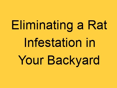 Eliminating A Rat Infestation In Your Backyard 2989 